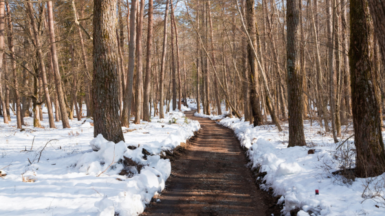 Scenic Winter Walks Locals Love on Long Island | Howard Hanna Coach Realtors